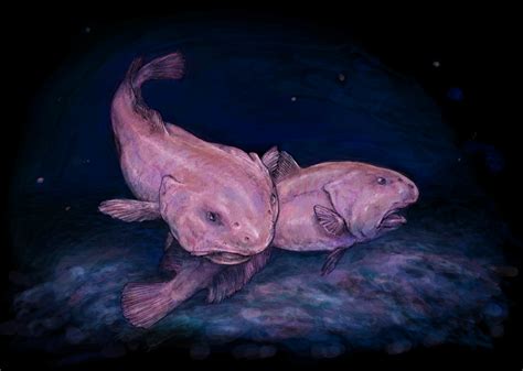 blobfish evolution|psychrolutes marcidus blobfish.